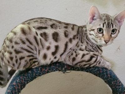 Clara - Bengal - Gallery Photo #1