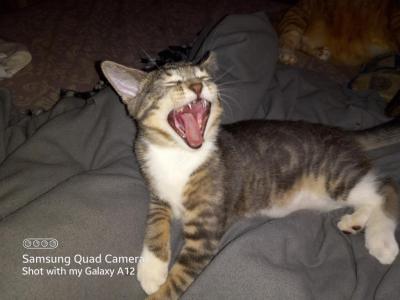 Sassy - American Shorthair - Gallery Photo #1