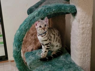 Calli - Bengal - Gallery Photo #1