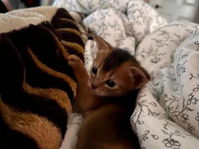 Simba - Abyssinian - Gallery Photo #1