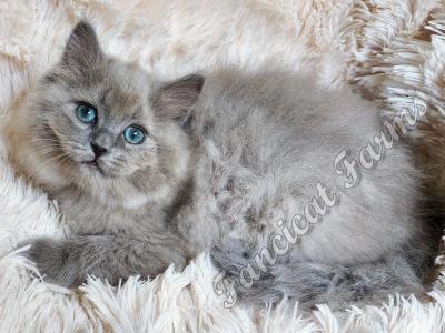 Precious TICA Blue Sepia Ragdoll Baby Boy - Ragdoll - Gallery Photo #1