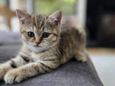 Peanut - Scottish Fold - Gallery Photo #1