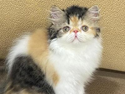 Baby Girl - Persian - Gallery Photo #1