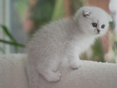 Scottish Folds Litter Of 5 Kittens - Scottish Fold - Gallery Photo #1