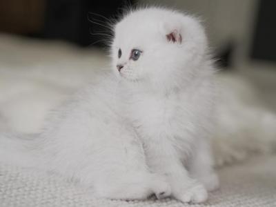 Scottish Folds - Scottish Fold - Gallery Photo #1