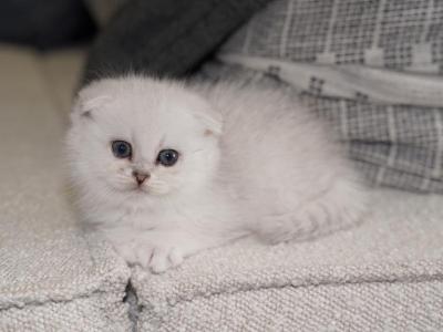 Scottish Kittens - Scottish Fold - Gallery Photo #1