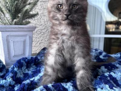 Wolf - Maine Coon - Gallery Photo #1