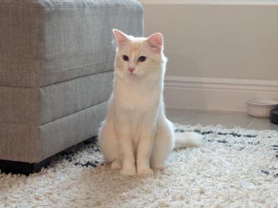 Flamepoint Cat - Ragdoll - Gallery Photo #1