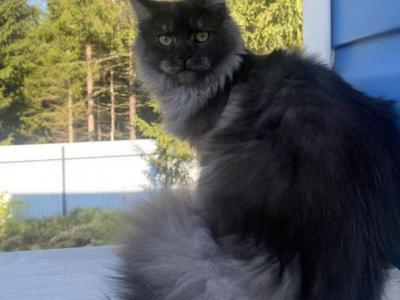 King - Maine Coon - Gallery Photo #1