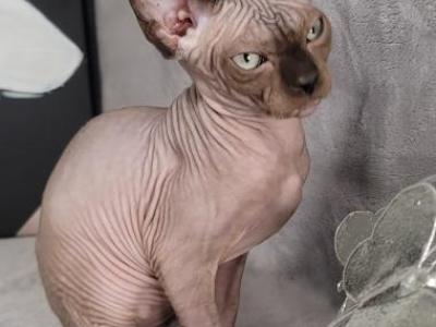 Orcus - Sphynx - Gallery Photo #1