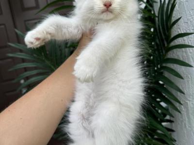 Flame Point Ragdoll Male - Ragdoll - Gallery Photo #1