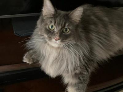 Princess Keke - Maine Coon - Gallery Photo #1