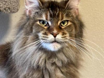 Nikol - Maine Coon - Gallery Photo #1