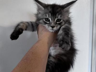 Maine Coon Kittens In Montana - Maine Coon - Gallery Photo #1