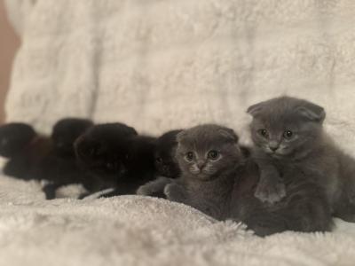 Pixie Dust Farms Scottish Folds - Scottish Fold - Gallery Photo #1