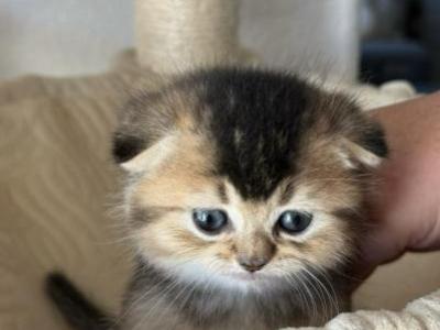 Leo - Scottish Fold - Gallery Photo #1