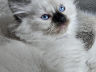 Parsley - Ragdoll - Gallery Photo #1