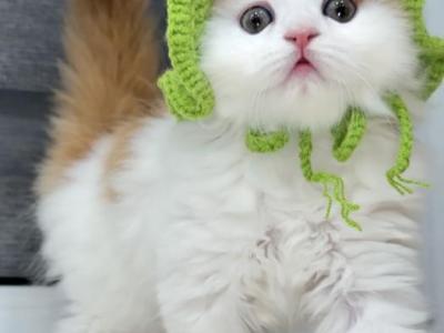 Prettyfold F - Scottish Fold - Gallery Photo #1