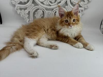 Juliya - Maine Coon - Gallery Photo #1