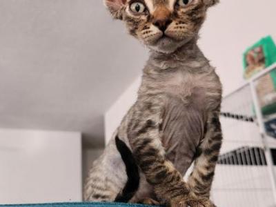 Davy Crockett - Devon Rex - Gallery Photo #1