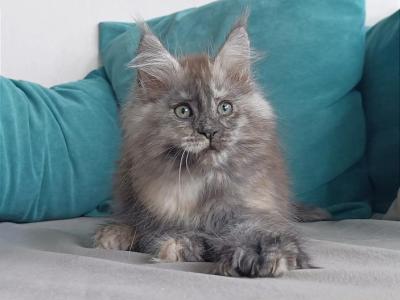 Grenada Polydactyl - Maine Coon - Gallery Photo #1