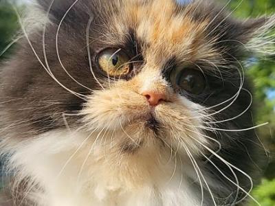 PERSIAN CALICO - Persian - Gallery Photo #1