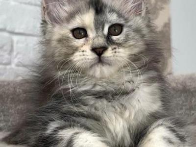 Cleopatra - Maine Coon - Gallery Photo #1