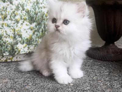 Lucys Yr 24 Litter - Persian - Gallery Photo #1