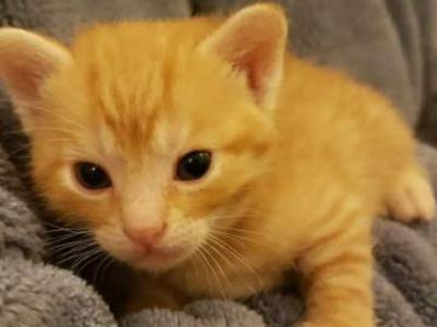 Mixed Bengal Kittens Orange Or Gray In Color - Bengal - Gallery Photo #1