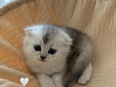 Sparkle - Scottish Fold - Gallery Photo #1