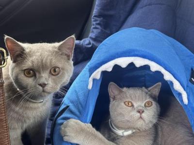 Captain Sushi - British Shorthair - Gallery Photo #1