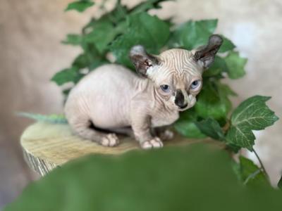 Pork Chop - Sphynx - Gallery Photo #1