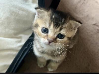 Sukii - Scottish Fold - Gallery Photo #1