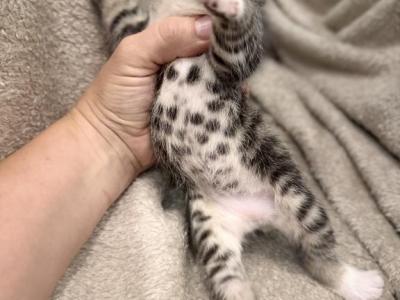 Sweet Kittens - Domestic - Gallery Photo #1