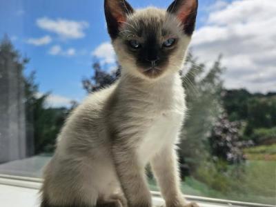 Siamese Kittens - Siamese - Gallery Photo #1