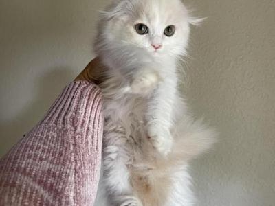 Red Silver Bicolor Boy - Scottish Fold - Gallery Photo #1