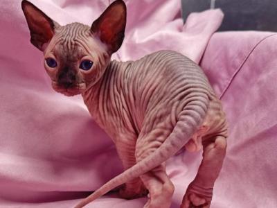 Chocolate Male - Sphynx - Gallery Photo #1