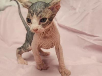 Bicolor Male - Sphynx - Gallery Photo #1