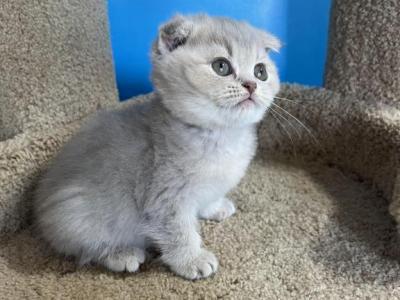 Max - Scottish Fold - Gallery Photo #1