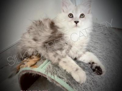 Zima - Maine Coon - Gallery Photo #1