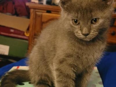 Male Russian Blue Kitten - Russian Blue - Gallery Photo #1