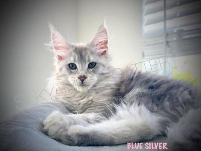 Zara - Maine Coon - Gallery Photo #1