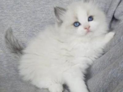 Traditional Bi Color Beauty - Ragdoll - Gallery Photo #1