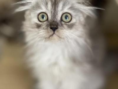 Smoke Color Girl - Scottish Fold - Gallery Photo #1