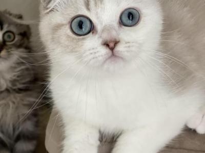 Scottish Fold Shorthair Brothers - Scottish Fold - Gallery Photo #1