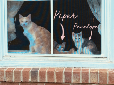 Piper And Penelope - Domestic - Gallery Photo #1