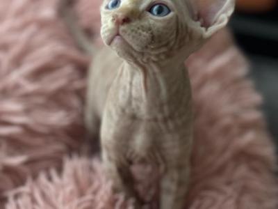 Riki - Sphynx - Gallery Photo #1