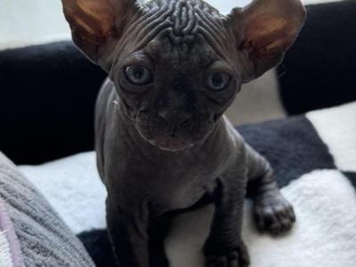 Laki - Sphynx - Gallery Photo #1