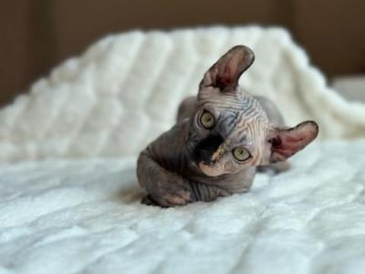 Fifty Fifty - Sphynx - Gallery Photo #1