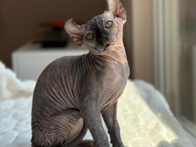 Liya - Sphynx - Gallery Photo #1